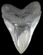 Serrated Megalodon Tooth - South Carolina #51004-1